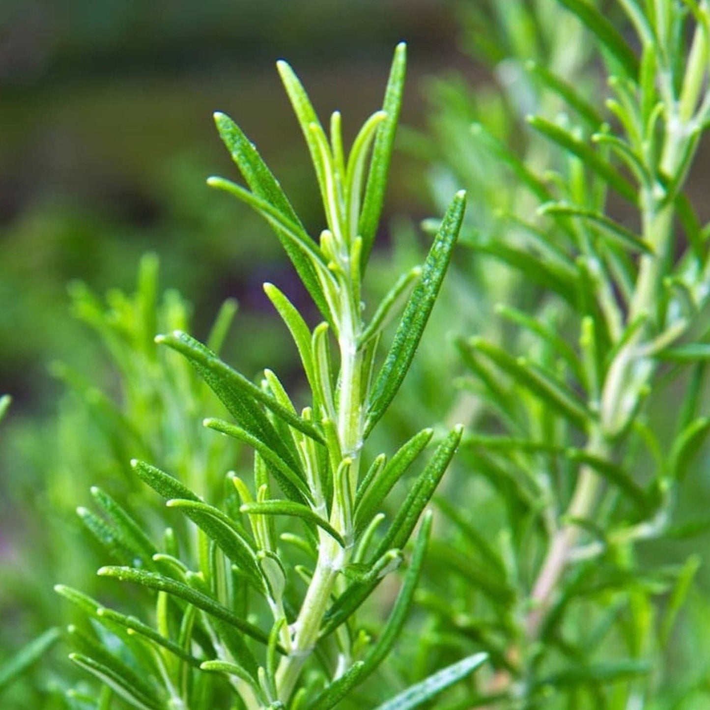Rosemary Ritual Kit