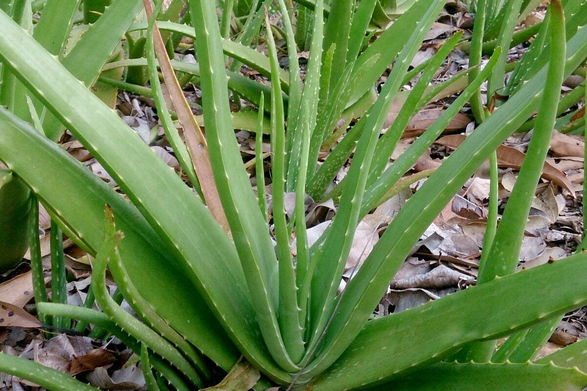 Pure aloe vera gel - Blend It Raw Apothecary