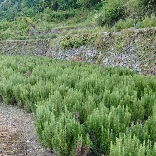 Rosemary plantation