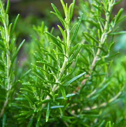 Rosemary plants