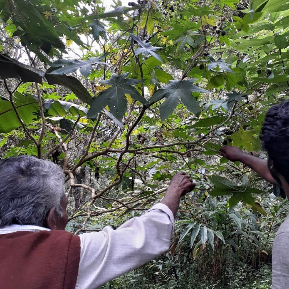 Farmer harvesting